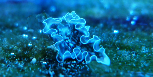 Elysia Crispata nudibranco Elysia Crispata