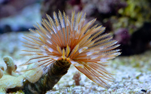 Spirografi in acquario Sabellastarte