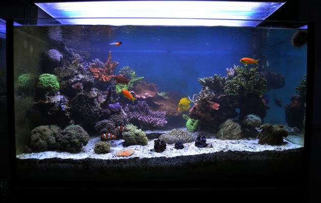 acquario di Sandro Grilli