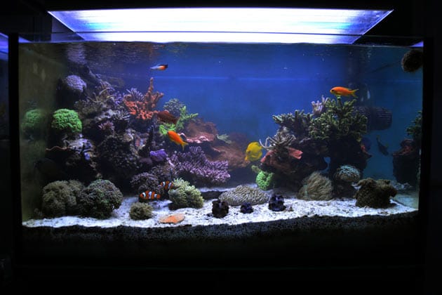 acquario di Sandro Grilli