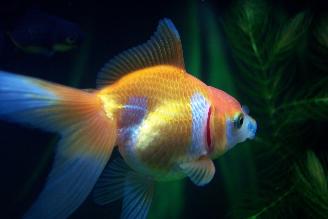 Carassius Auratus