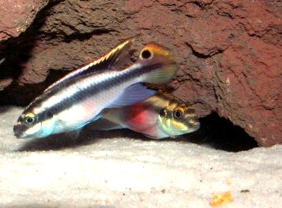 Pelvicachromis pulcher foto