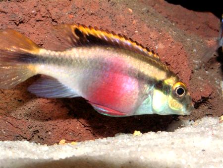 Pelvicachromis pulcher foto