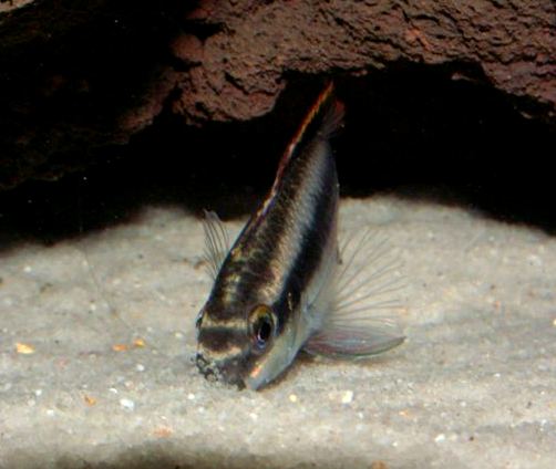Pelvicachromis pulcher foto