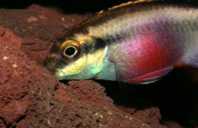 Pelvicachromis pulcher foto