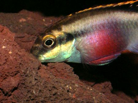 Pelvicachromis pulcher foto