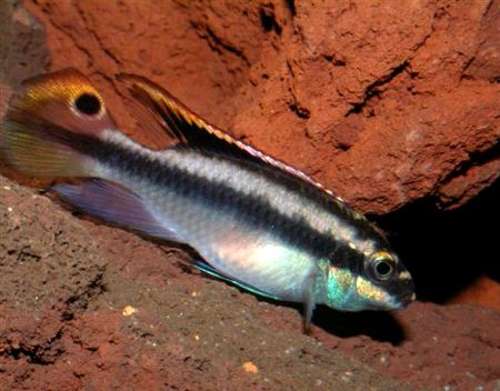 Pelvicachromis pulcher foto