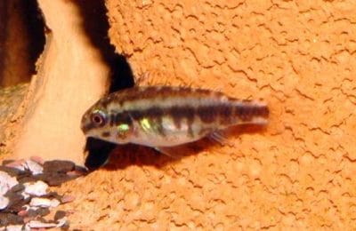 Il Pelvicachromis Pulcher