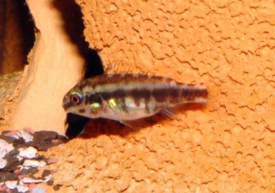 Il Pelvicachromis Pulcher