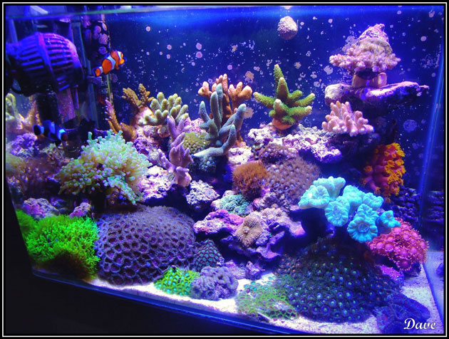 L'acquario di Davide Silvi L'acquario di Davide Silvi