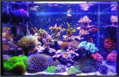 L'acquario di Davide Silvi