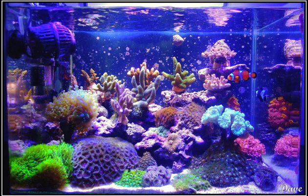 L'acquario di Davide Silvi