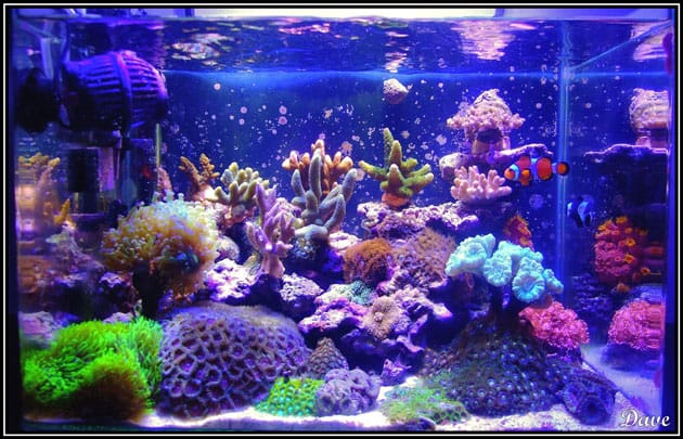 L'acquario di Davide Silvi