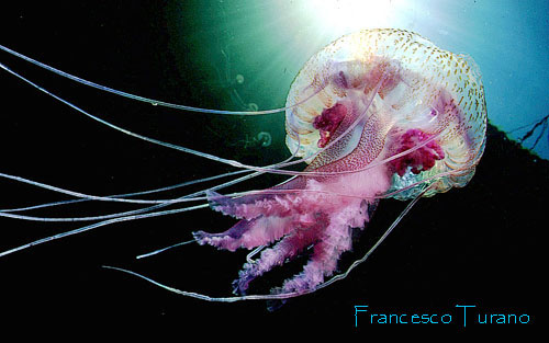 Meduse