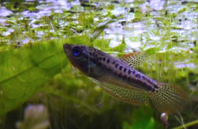 Trichopsis pumila