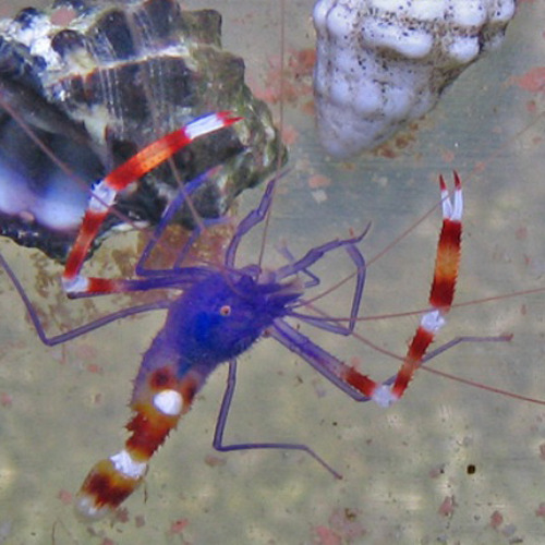 Nano-shrimps Stenopus