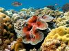 Tridacne in acquario