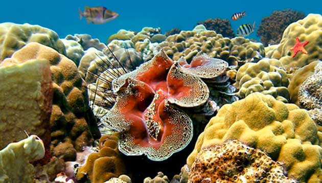 Tridacne in acquario