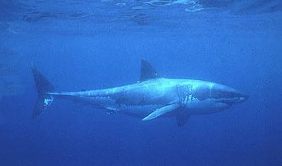 Squalo bianco Squalo bianco