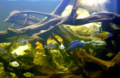 L'acquario di Vittorio Peruzzi