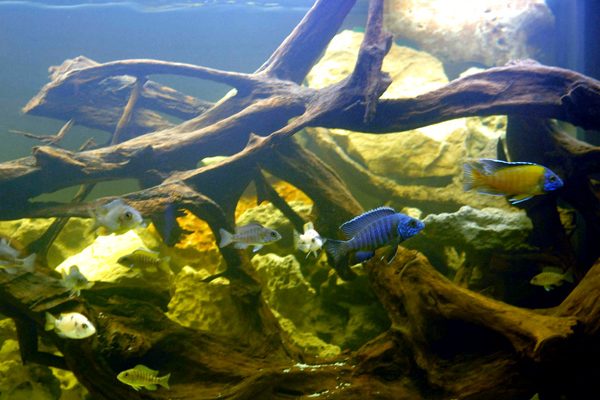 L'acquario di Vittorio Peruzzi
