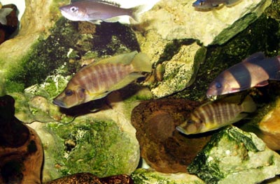 Neolamprologus compressiceps