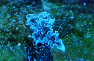 nudibranco Elysia Crispata