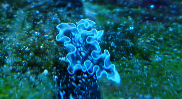 Elysia Crispata nudibranco Elysia Crispata