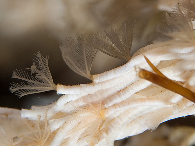 Spirografi in acquario Filograna