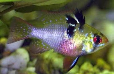 Michrogeophagus ramirezi