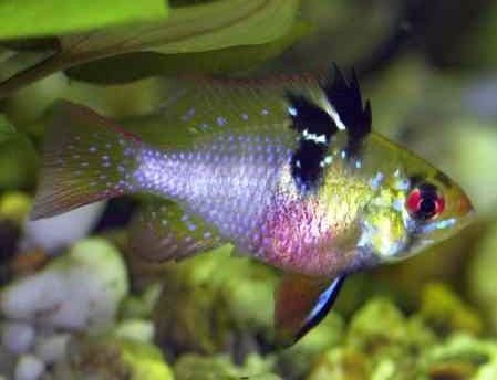 Michrogeophagus ramirezi