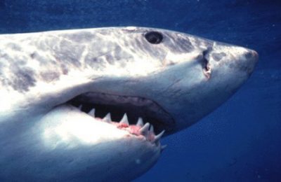 Squalo bianco