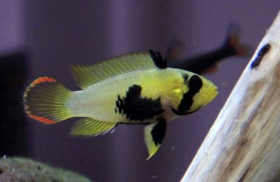 Apistogramma Njsseni