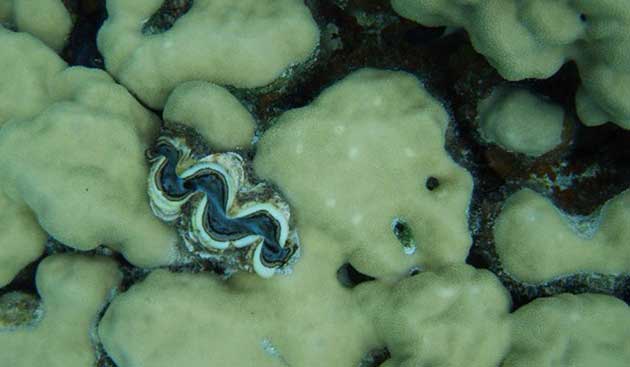 Tridacne in acquario