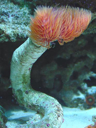 Spirografi in acquario Protula