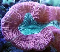 L' acquario di Tiziano Elia