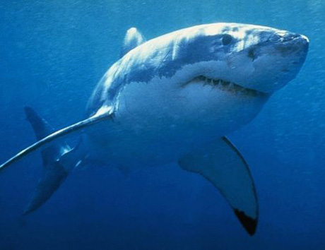 Squalo bianco Squalo bianco