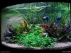 acquario di piante