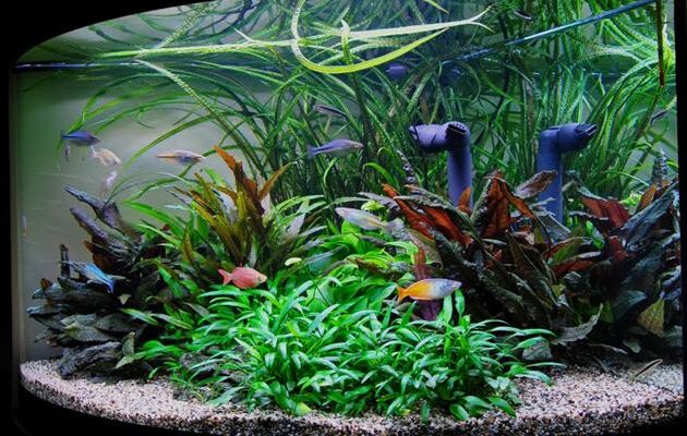 acquario di piante