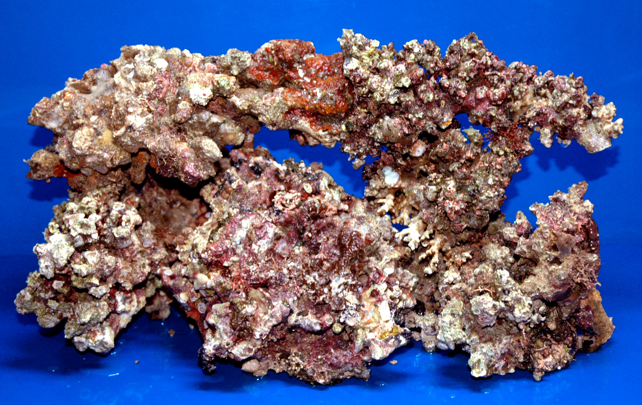 vita delle rocce vive