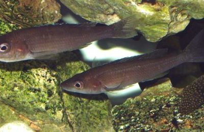 Cyprichromis Leptosoma
