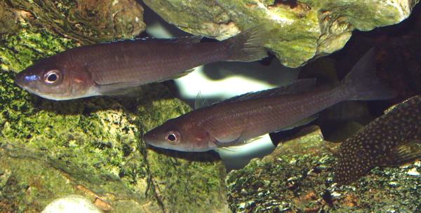 Cyprichromis Leptosoma