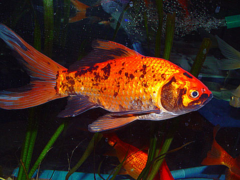 Carassius Auratus