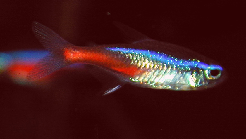 Paracheirodon Innesi