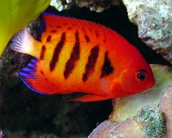 acquario di Luca Santilli