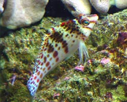 acquario di Luca Santilli