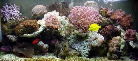 L'acquario di Luca Santilli