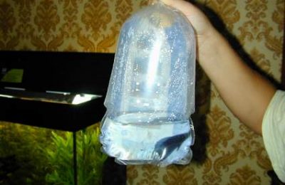 Come introdurre i pesci in acquario