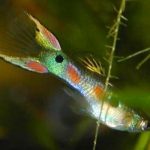 guppy