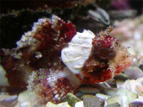 acquario di Pietro Astone
